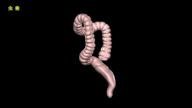 人体の大腸の部位別赤色強調動画