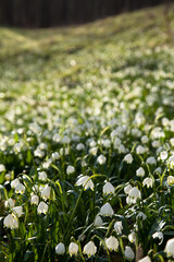 Fototapeta premium beautiful forest meadow covered with spring snowflakes, german Maerzenbecher. Autal bei Bad Ueberkingen, Swabian Alb