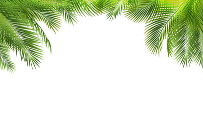Palm Tree Branch Border And White Background