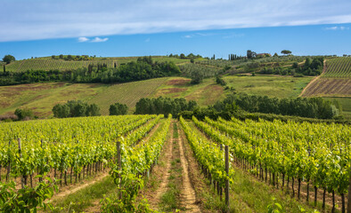 Fototapeta na wymiar vineyard in spring season - Gambassi Terme countryside in the heart of Tuscany in central Italy - Europe - land of wines and white truffles