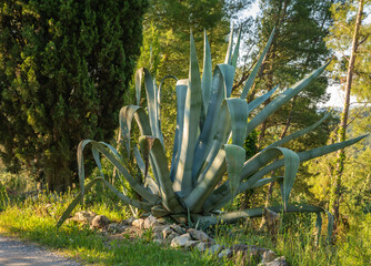 Barbed, silvery foliage in the rosette of the half hardy desert succulent, Agave parryi