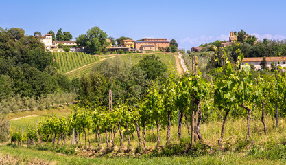 Fototapeta na wymiar vineyard in spring season - San Miniato countryside in the heart of Tuscany in central Italy - Europe - land of wines and white truffles