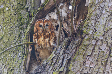 Barn owl - Strix aluco in a tree cavity. Wild nature. A brown owl has open eyes. Wild photo.