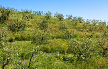Tuscany spring landscape along the historic route Francigena between San Miniato and Gambassi Terme, Tuscany, central Italy - Europe