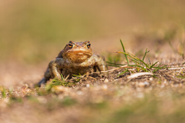 Common toad - Bufo bufo during mating season. Frog on the road. Grass surface. Super bokeh.