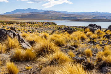 National Park Laguna Blanca in Neuquén, Argentina - Traveling South America