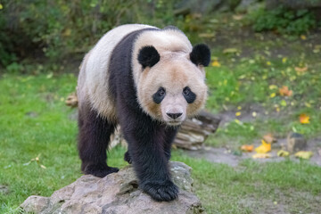 A giant panda walking in the grass, portrait 
