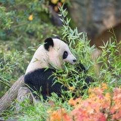 Obraz premium Young giant panda eating bamboo in the grass, portrait 