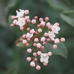 Blooming bouquet of white Valerian