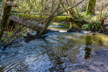 Earyly Spring Stream
