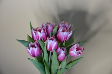 Obraz premium Bouquet of violet blooming tulips on yellow background with strong shadow. Romantic concept. High quality photo