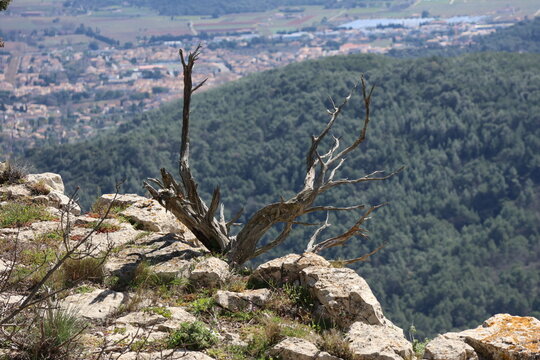 Arbre mort sur les Barres de Cuers