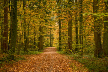 Mit Laub übersäter Waldweg im Herbst