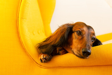 Red long haired dachshund lying on yellow chair, small dog portrait