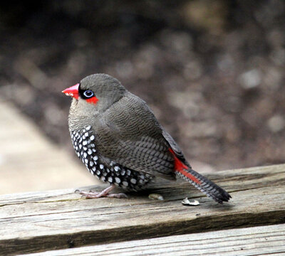 Red eared firetail