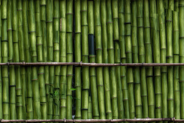 Fototapeta premium A fence made of green bamboo.