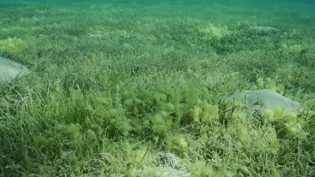 Camera moving forwards over seagrass meadow covered with flowering Round Leaf Sea Grass or Noodle seagrass (Syringodium isoetifolium) in sunshine, slow motion