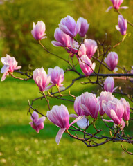 blossoming southern magnolia tree. spring nature pattern of pink flowers © Pellinni