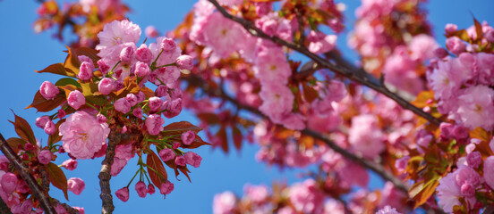 branch of blossoming sakura. romantic springtime background