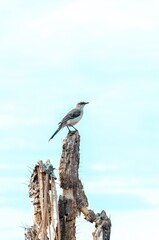 Obraz premium AVE EN EL DESIERTO