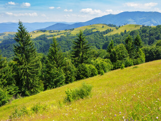 forests on the hills of ukrainian highlands. wide grassy meadows and ridge in the distance beneath a sky with clouds. warm sunny day in summer