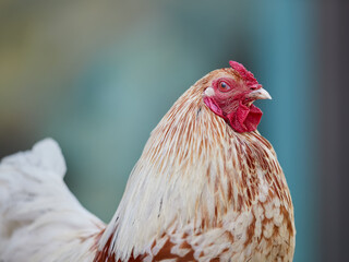 Close up of white brown rooster isolated on teal background