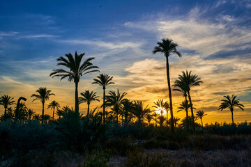 Beautiful sunset in the palmeral of Elche, declared a World Heritage Site. Located in the Valencian Community, Alicante province, Elche, Spain