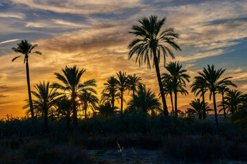 Beautiful sunset in the palmeral of Elche, declared a World Heritage Site. Located in the Valencian...