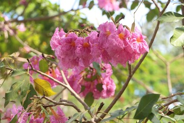 Tabebuia Rosea flower, Bignoniaceae,  rosy trumpet tree, pink flower