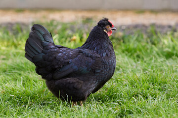 Small black chicken free-range in garden