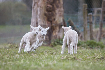 Fototapeta premium White lambs play in the meadow in Springtime