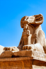 Obraz premium Sphinx in Karnak Temple, Luxor, Egypt