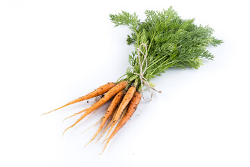 freshly picked carrots