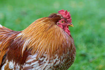 Close up of red brown rooster isolated on blurred background