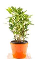 Small laurel tree in flower pot