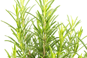 Branches of rosemary on a white background