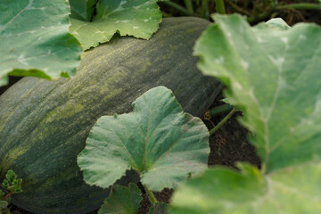 Mature dark green zucchini in the garden. A huge green striped zucchini on the ground close-up. Cultivation and harvesting of organic vegetables in farm