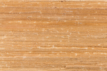 Birch wood texture