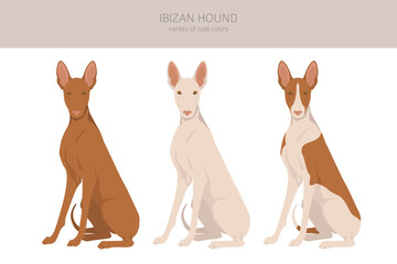 Ibizan hound clipart. Different poses, coat colors set