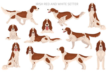 Irish red and white setter clipart. Different poses, coat colors set