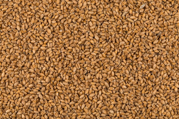 whole background of wheat grain