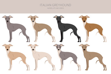 Italian Greyhound clipart. Different poses, coat colors set