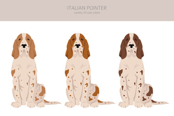 Italian pointer clipart. Different poses, coat colors set