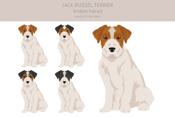 Jack Russel terrier in different poses and coat colors. Smooth coat and broken haired