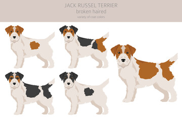 Jack Russel terrier in different poses and coat colors. Smooth coat and broken haired - obrazy, fototapety, plakaty