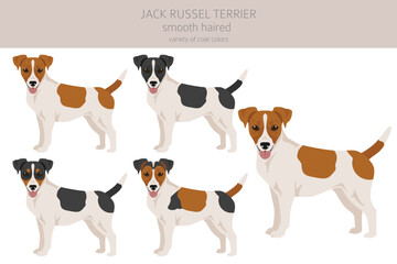 Jack Russel terrier in different poses and coat colors. Smooth coat and broken haired - obrazy, fototapety, plakaty
