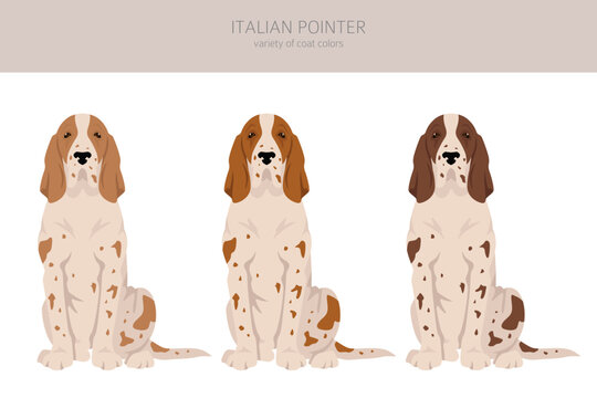 Italian pointer clipart. Different poses, coat colors set