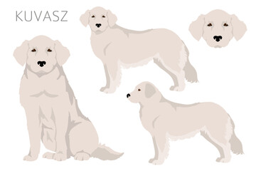 Kuvasz clipart. Different poses, coat colors set