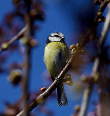 a bird on a branch