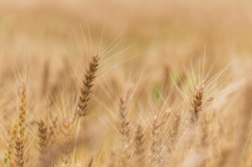 Fototapeta premium 収穫期を迎えた麦の穂